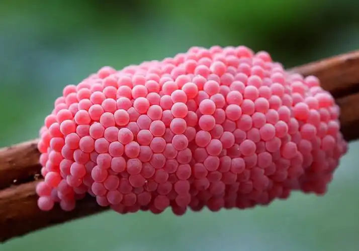 洪湖公园随拍,据说是福寿螺的卵