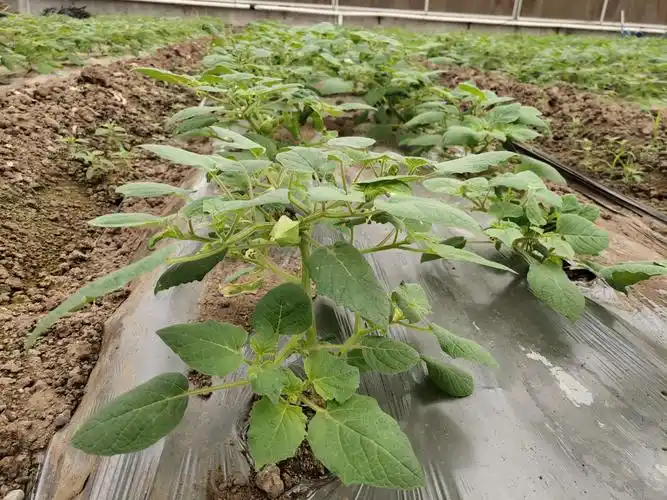 黄姑娘,已经有结果的小果实,再过半个月就成熟了