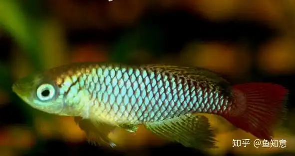 那些已经属于另一个品种了,其中贡氏圆尾,漂亮宝贝,七彩珍珠