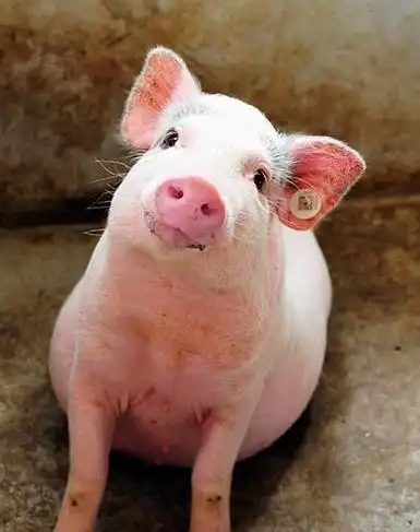 搞笑的猪图片大全大图