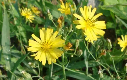 【春秋絮语】花眼看花——苦菜花