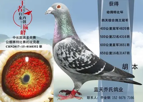 胡本匹诺曹-蓝天乔氏鸽业-中信网爱鸽商城