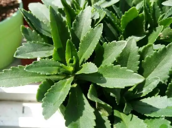 展开全部 景天三七,又叫救心菜,费菜.