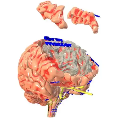 中枢神经系统大脑结构解剖脑干3d三维模型素材设计素材