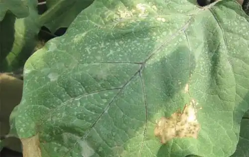 茄子缺素症的症状原因及防治方法