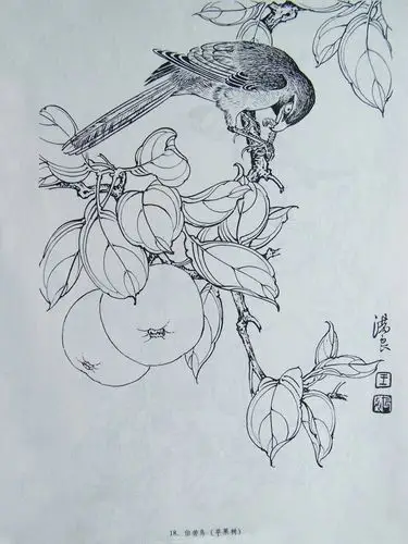 王满良白描花鸟作品欣赏
