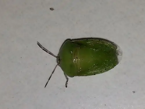 请问这种绿甲虫有无毒害,叫什么