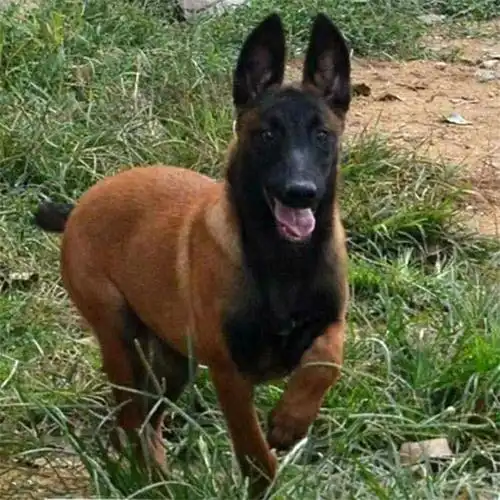 出售爆红马犬幼犬纯种活体马犬看家护院犬护卫狗场繁殖科目小马犬