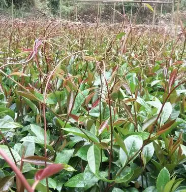 [布福娜树苗批发]黑老虎苗布福娜冷饭团广西大瑶山黑老虎果苗优质果苗