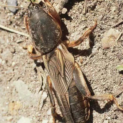 活体虫野外采集蝼蛄虫土狗虫土狗仔画眉鸟食钓鱼虫梧鼠蝼蝈天蝼虫