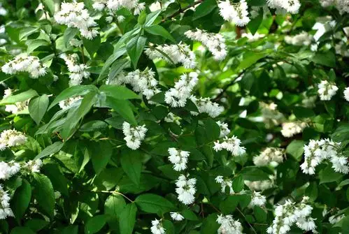 溲疏～花名很怪异,开花却很美丽.