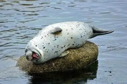 摄于美国加州蒙特利的港口内,拍下的这只港海豹正在水中的一块大石上