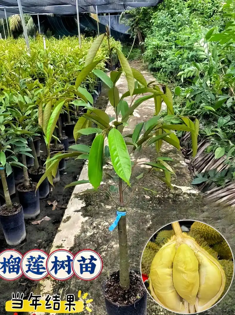 榴莲树苗