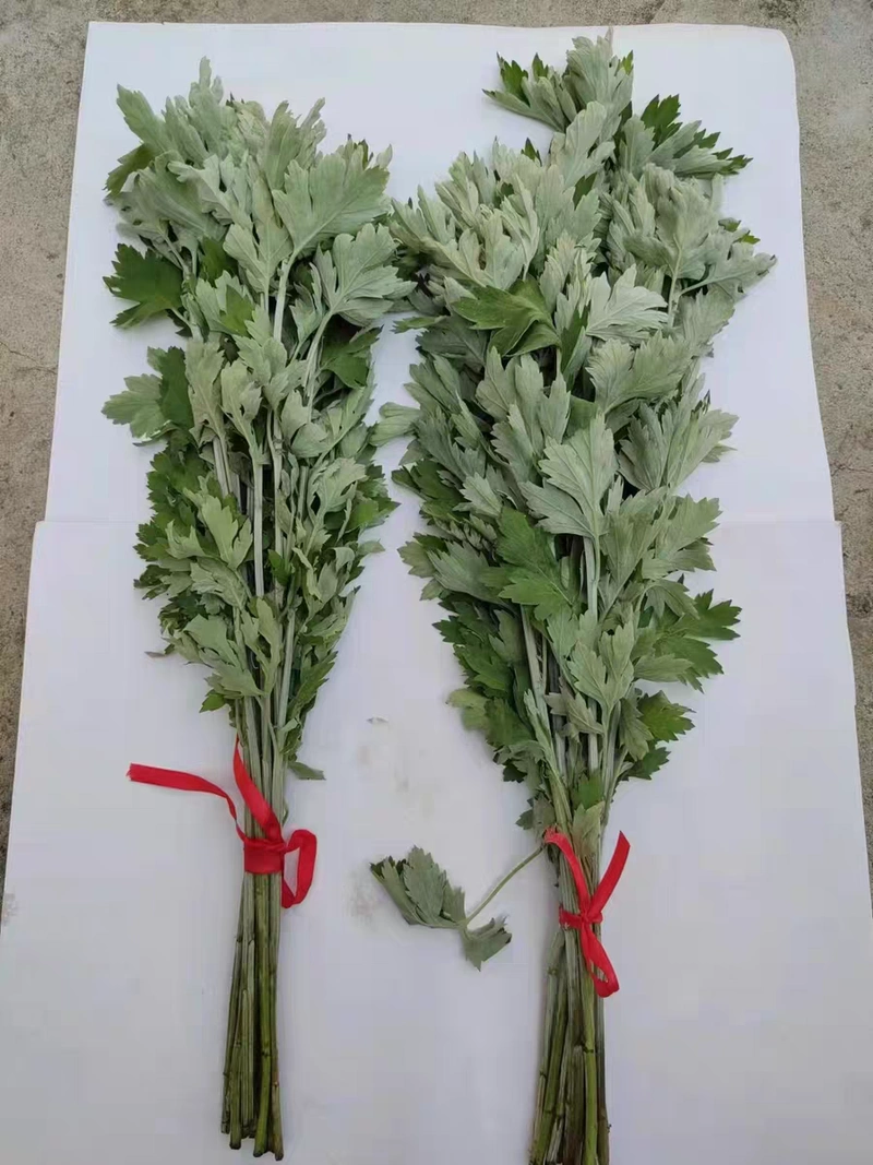 端午节新鲜艾草整棵艾叶挂门上长条艾叶草整把全株带杆艾蒿叶驱蚊