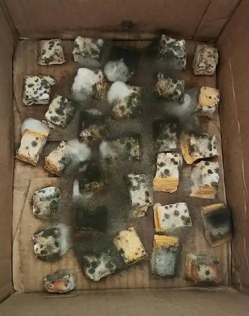 湖南女子做的霉豆腐长黑毛,变质发臭 当事人:吃了几十年_食物_大量的