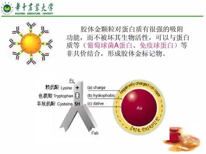 免疫学实验------胶体金免疫层析工艺与技术ppt