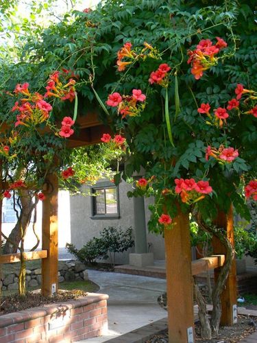 北方耐寒十大爬藤植物排名(东北室外耐寒零下30度的花卉)