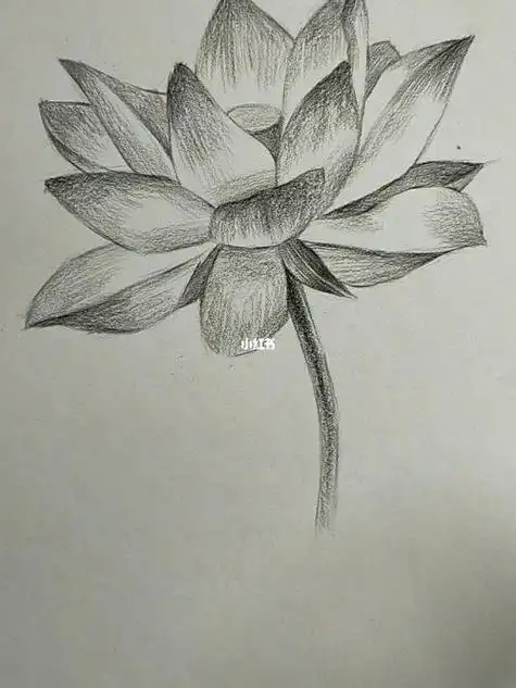 铅笔画荷花铅笔画荷花图片