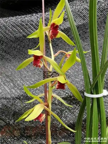 蕙兰.碧血丹心花开,真实美,兰友共赏!