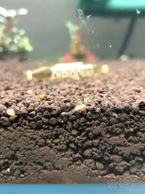 肥美大三角涡虫