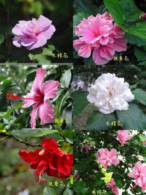 朱槿和木槿花的区别