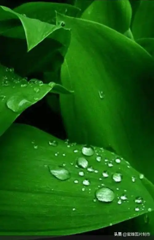 绿色护眼风景壁纸,电脑壁纸绿色护眼风景,绿色护眼风景全屏壁纸图片