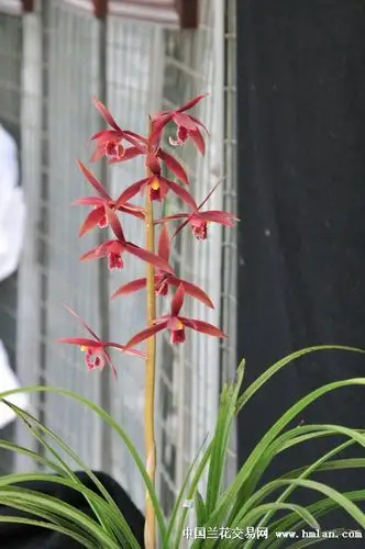 蕙兰全红素,正在热拍-蕙兰篇-中国兰花交易网社区