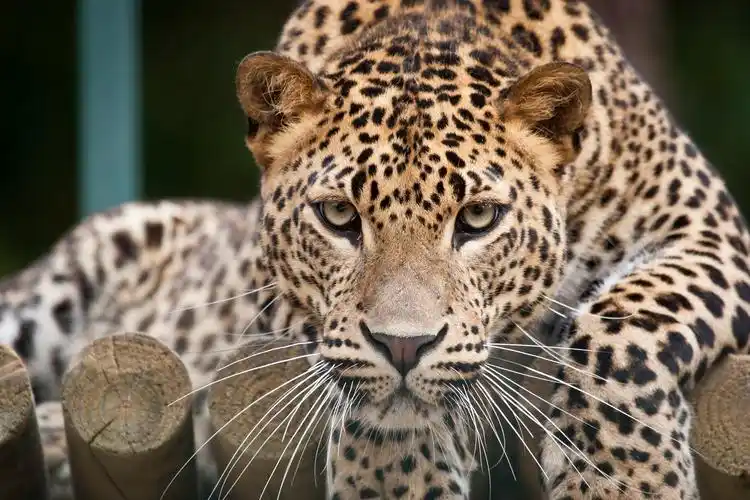 豹亚科,豹,吻部,感觉毛,凝视,动物,照片