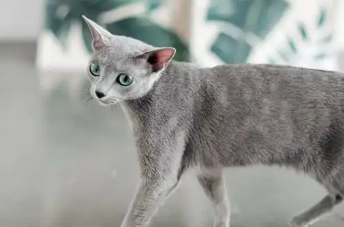 二战时期,品种猫的繁育陷入停滞,俄罗斯蓝猫几乎走到了消失的边缘