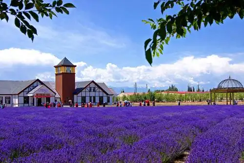 薰衣草芬芳 写美篇摄影制作:冰圈(网名) 拍摄地点:新疆伊帕尔汗薰衣草