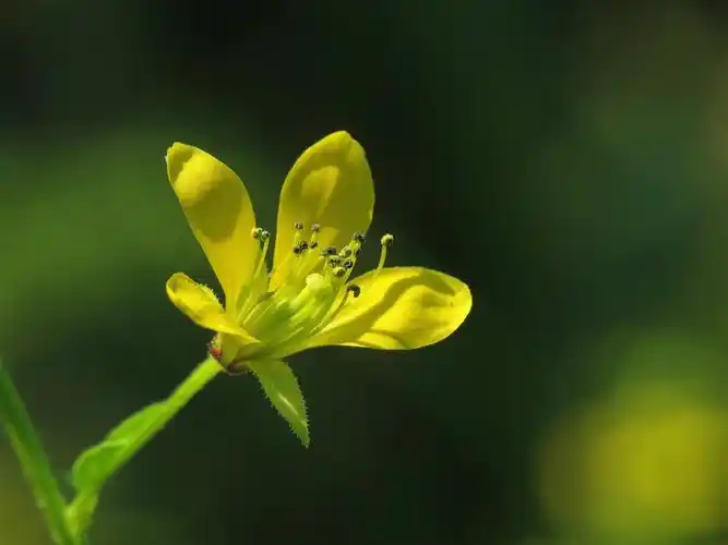花花草草2 〔黄花草
