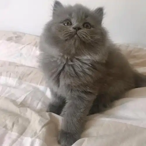 冬日暖手宝78稀有78高地长毛纯蓝猫