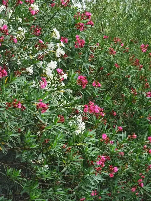 马路边上的夹竹桃开花了