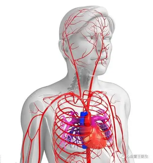 手上的动脉在哪里,越详细越好?