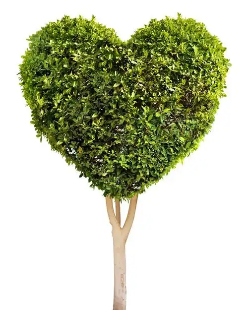 心形树,心形树.在白色隔离.