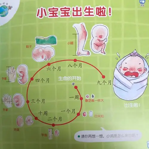 主题活动目标 1.初步了解从胎儿到婴儿的生长过程,知道出生的秘密.