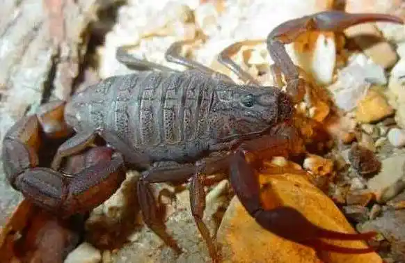 中药川芎泡酒作用_中药王不留行的功效与作用和副作用_中药蝎子泡酒的