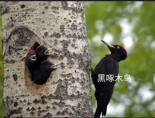 这些叫声往往因为树洞的共鸣而特别响亮.其他季节啄木鸟显得特别安静.