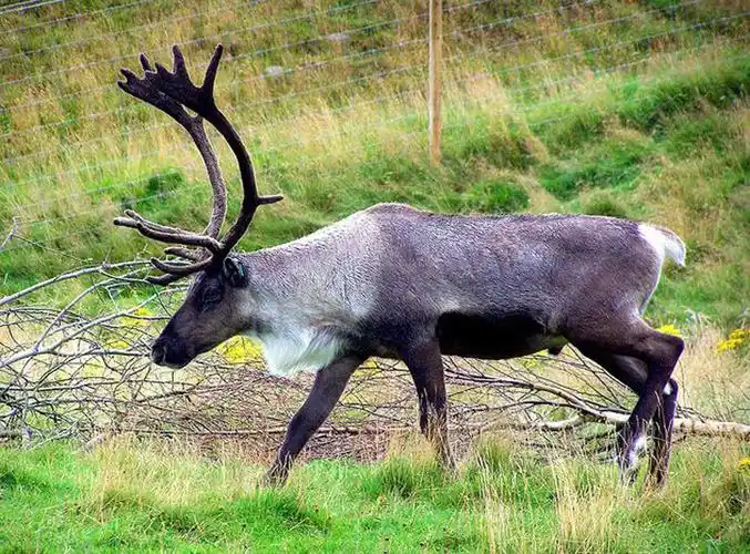 p>驯鹿东北亚种是驯鹿属的一个亚种,形体奇特,肩高1米多,头似马,身似