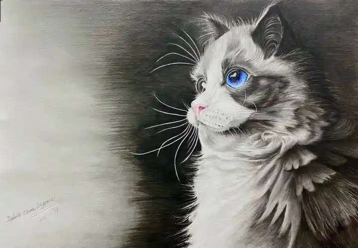 精微素描猫咪素描写实