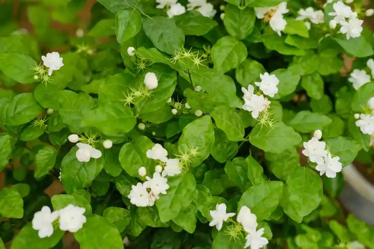 茉莉为什么干枯