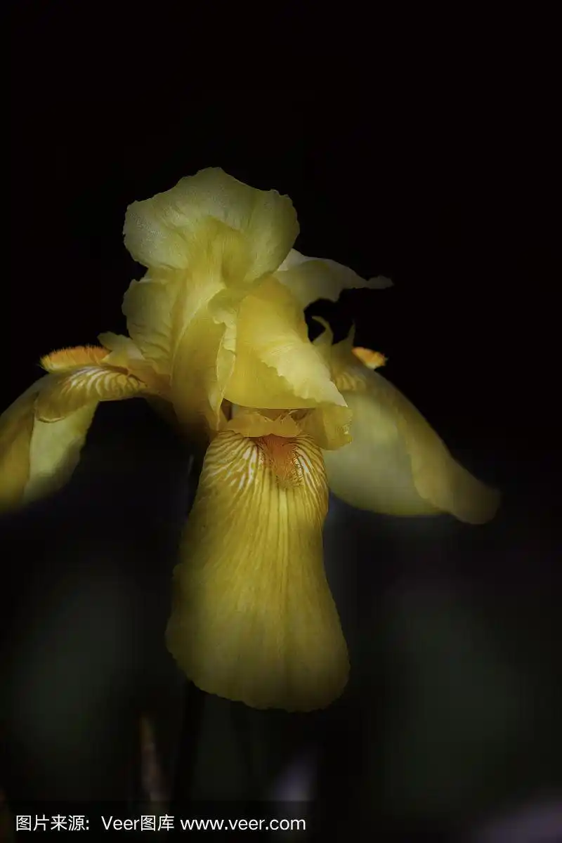 鸢尾,黑色,背景,图像技术,暗色