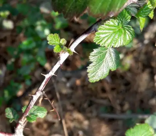 这个带刺的植物叫什么,不应是月季吧,谢谢大师指点!