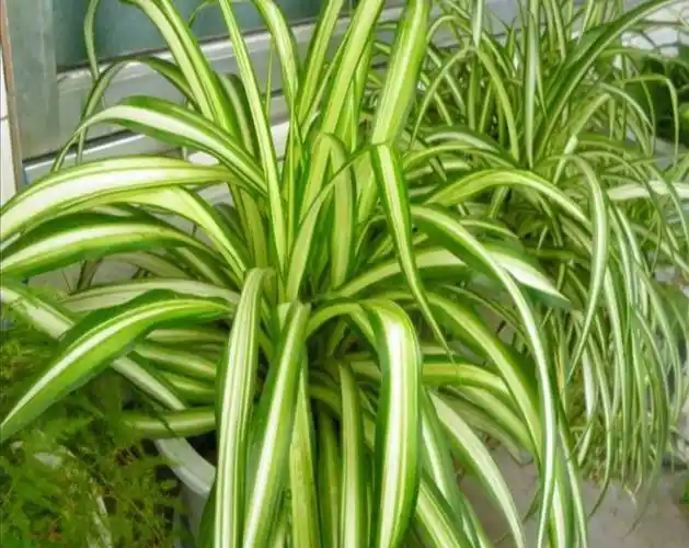 金边吊兰(养好金边吊兰很简单,记住4个"小技巧")