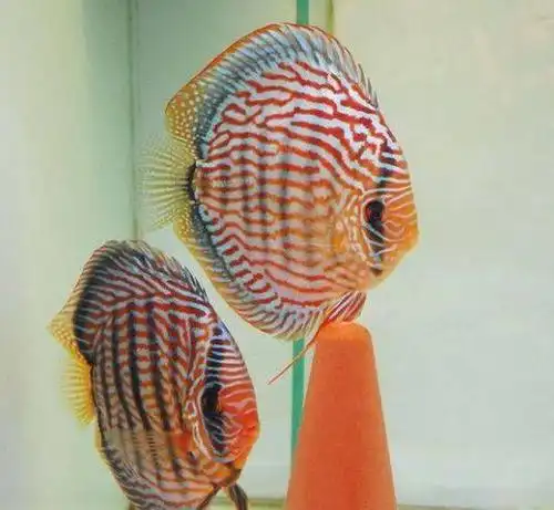 水中的大仙女七彩神仙鱼品种图鉴来啦