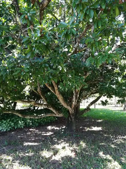 好霸道的无花果树!