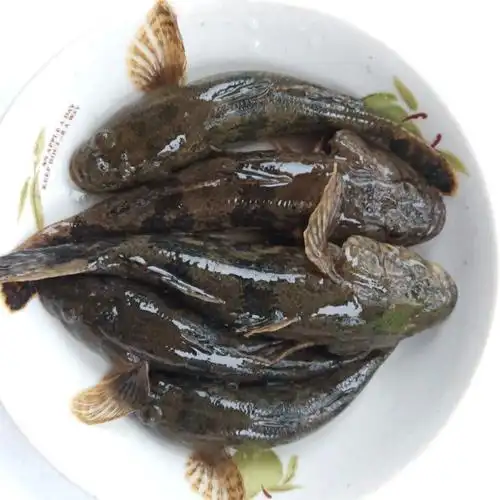 正宗沙塘鳢呆子鱼笋壳鱼小河生态塘鳢鱼土步鱼虎头鱼鲜活现杀 呆子鱼