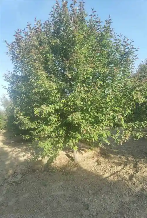 沈阳铁西区13公分垂丝海棠价格-菏泽市牡丹区启祥苗木种植有限公司