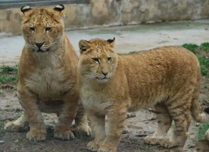 在人工饲养状态下,自然界中不会存在,虽然狮虎兽和虎狮兽身体都很弱