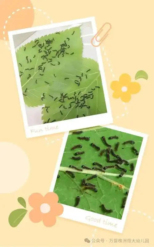 蚕宝宝——吴喻班班本课程|桑叶|蚕卵|蚁蚕|蜗牛_网易订阅